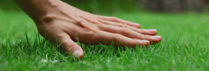 horizon lawn care and landscaping